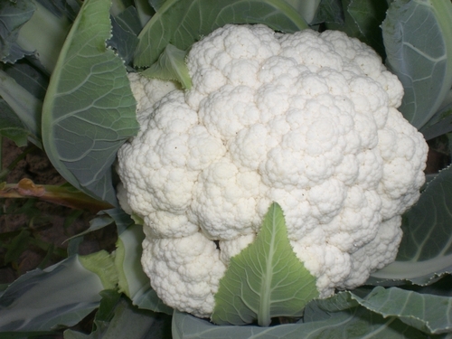 陕西省太白县绿蕾农业专业合作社