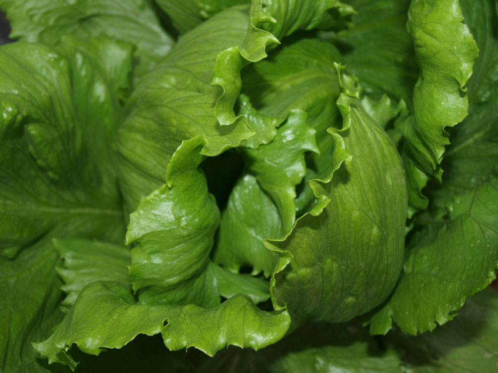 结球生菜 lactuca stiva