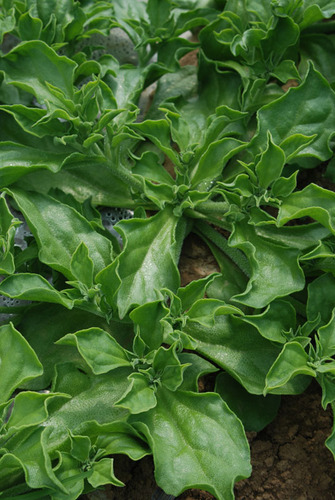 冰菜mesembryanthemum crystallinum